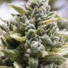 семена конопли элитных сортов Auto OG Kush feminised Humboldt Seeds