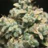 семена конопли гидропоники Auto OG Kush feminised Humboldt Seeds
