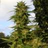 заказ семян конопли Devil Fruit feminised Medical Seeds