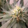 семена конопли интернет магазин Blue Mystic feminised Royal Queen