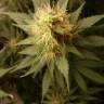 семена сортовой конопли Blue Mystic feminised Royal Queen