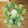 автоцветущие семена конопли Auto Jack 47 XL feminised Sweet Seeds