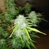 семена сортовой конопли Auto Jack 47 XL feminised Sweet Seeds