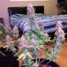 Семена конопли Auto Blue Mazar feminised Ganja Seeds