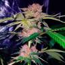  Auto Mimosa Bruce Banner XL feminised Ganja Seeds