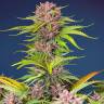  Auto Mimosa Bruce Banner XL feminised Ganja Seeds