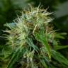 семена конопли интернет магазин Auto Lowryder regular