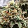 Skunk x Great White Shark feminised Ganja Seeds