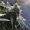 семена конопли интернет магазин King's Kush feminised Green House Seeds