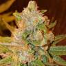 семена конопли в фирменной упаковке King's Kush feminised Green House Seeds