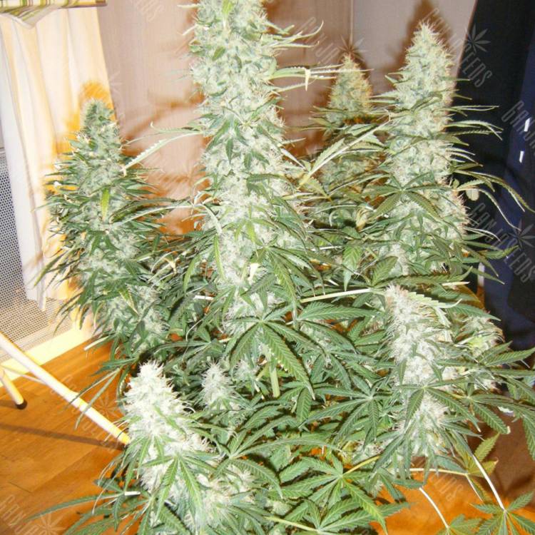 Auto Xtreme feminised Dutch Passion Seeds Auto Xtreme feminised Dutch Passion Seeds