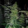 урожайные семена конопли Alexandriya regular Ganja Seeds