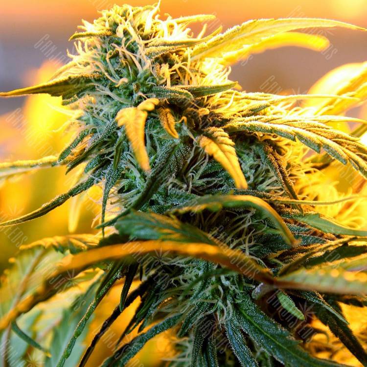 Auto Maria regular Ganja Seeds