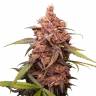 семена конопли феминизированные Purple Punch feminised Barneys Farm