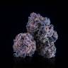 качественные семена конопли Purple Punch feminised Barneys Farm