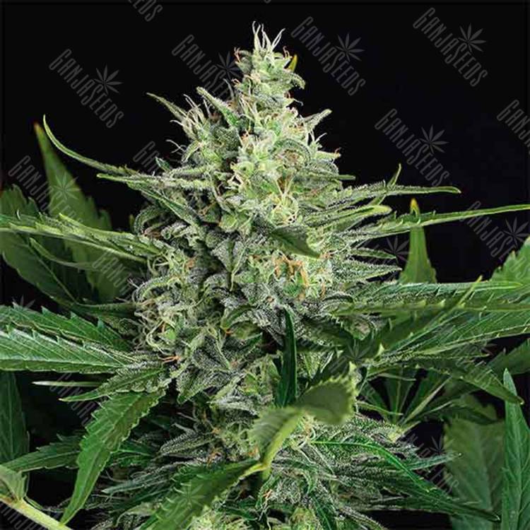 заказать на сайте семена конопли Green Gummy feminised Exotic Seed