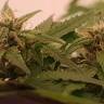 урожайные семена конопли Auto Alpujarrena feminised Pyramid Seeds