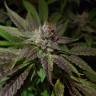 семена конопли в оригинальных упаковках Bubble Kush feminised Royal Queen