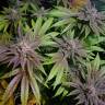 купить семена конопли Bubble Kush feminised Royal Queen