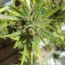 Семена каннабиса Auto Killer Kush feminised Ganja Seeds