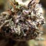 Семена марихуаны Auto Killer Kush feminised Ganja Seeds