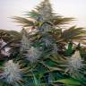 Семена марихуаны Z & Z feminised Ganja Seeds