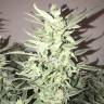 семена конопли Москва Auto Bomb regular
