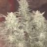 семена конопли индика Auto Bomb regular