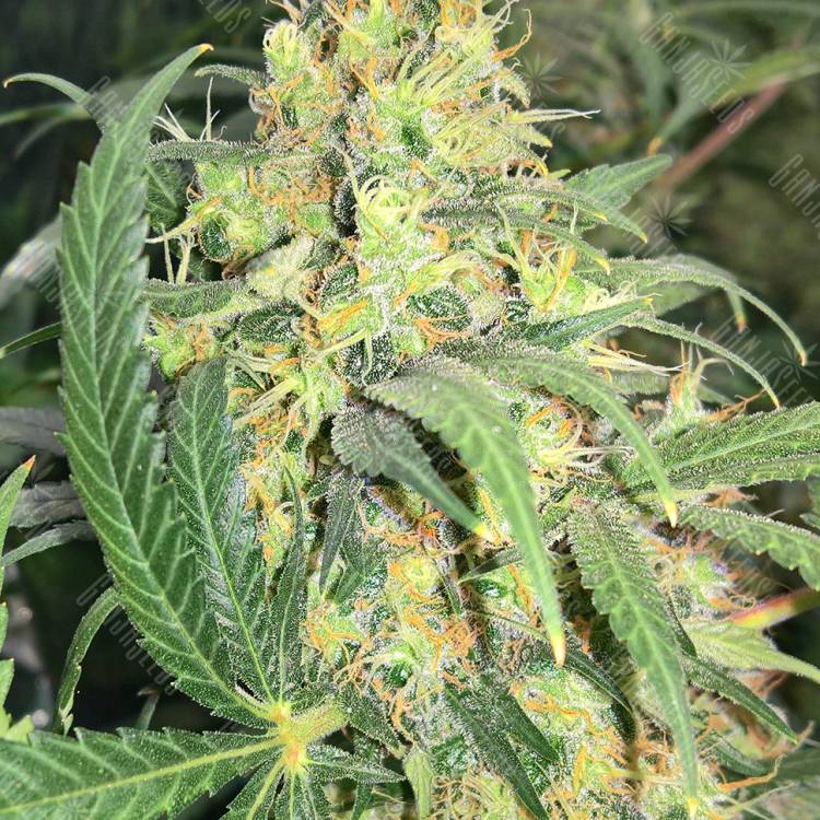 купить семена конопли для выращивания  Super Skunk regular