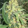 купить семена конопли для выращивания  Super Skunk regular