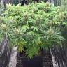 купить семена сортовой конопли  Super Skunk regular