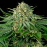 семена конопли в оригинальных упаковках Bubba Kush feminised Green House Seeds