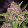качественные семена конопли Bubba Kush feminised Green House Seeds