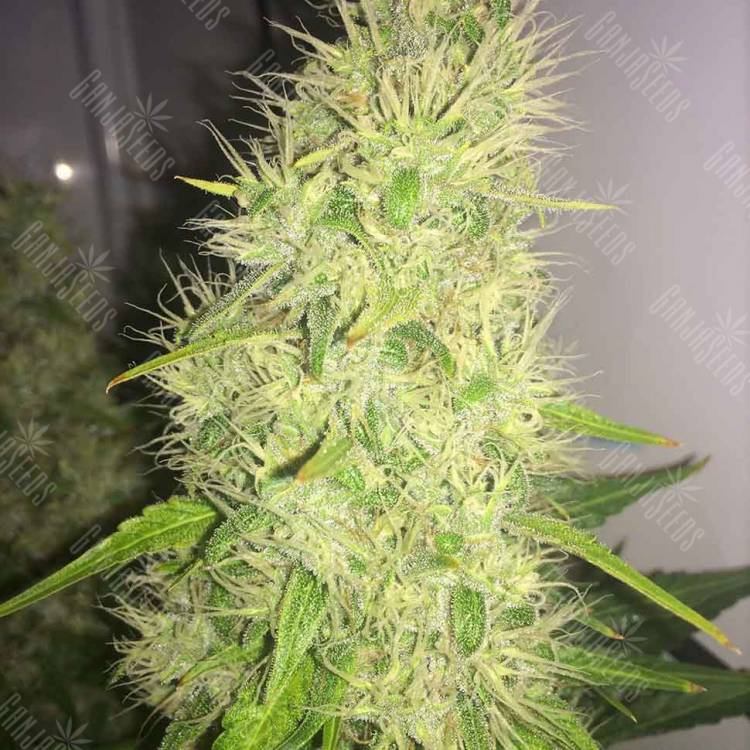 семена конопли для посадки купить Belladonna regular Ganja Seeds семена конопли для посадки купить Belladonna regular Ganja Seeds