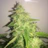 семена конопли курьером Belladonna regular Ganja Seeds семена конопли курьером Belladonna regular Ganja Seeds