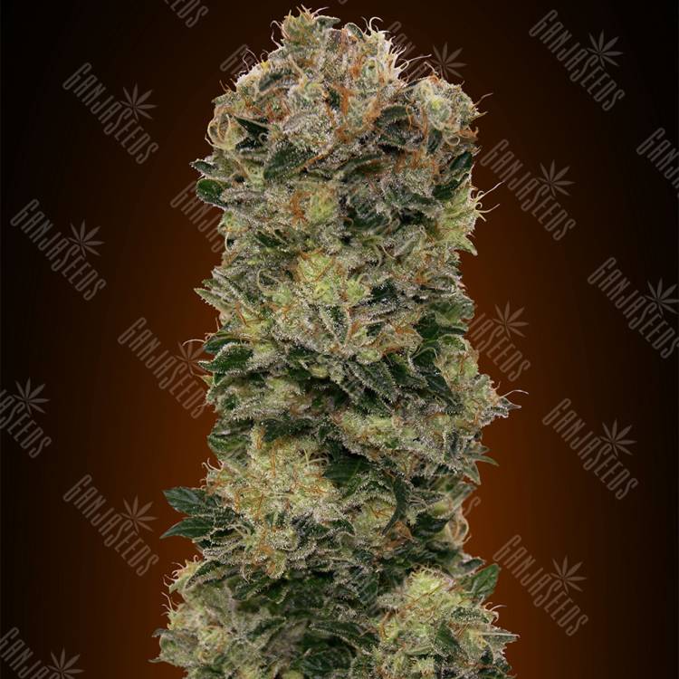 семена конопли автоцвет Auto Sweet Soma feminised 00 Seeds семена конопли автоцвет Auto Sweet Soma feminised 00 Seeds