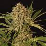 где можно заказать семена конопли Herz OG feminised Exotic Seed