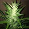 семена сортовой конопли Auto UK Cheese feminised Humboldt Seeds