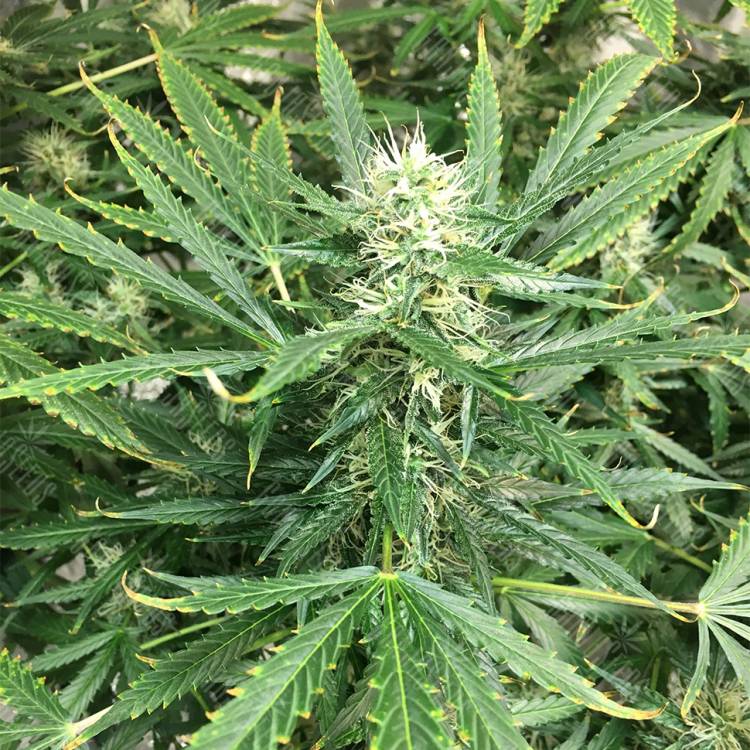 семена конопли автоцвет Auto Pandora feminised Paradise Seeds