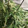 конопля семена сорта заказать Auto Pandora feminised Paradise Seeds