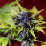 Семена каннабиса Auto Dark Purple feminised Ganja Seeds
