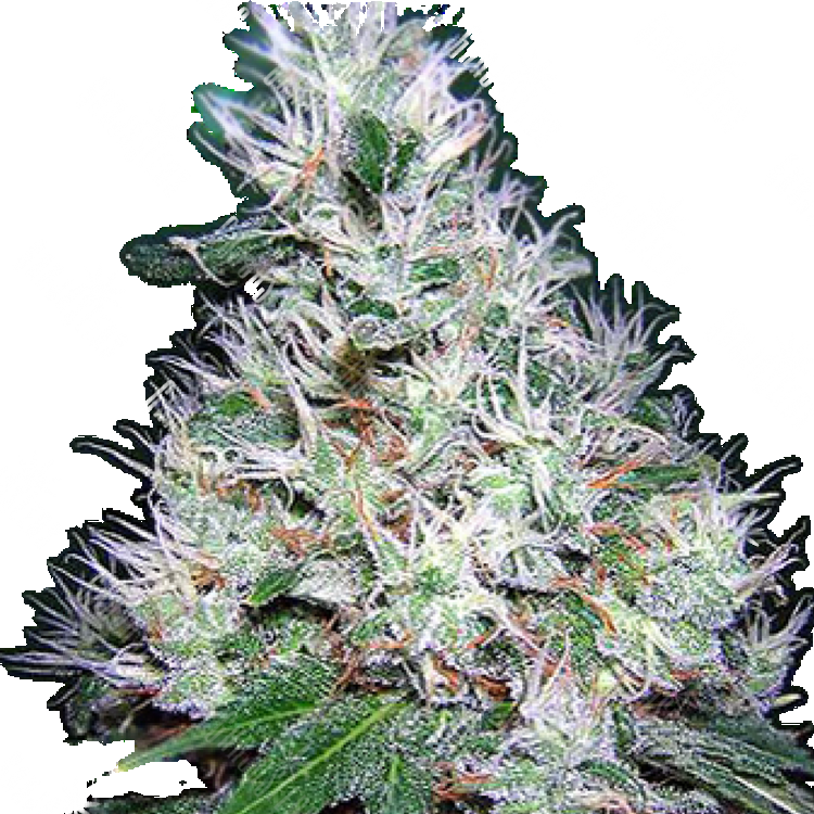 семена конопли элитных сортов Bubble Gum regular