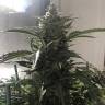 заказ семян конопли Kaia Kush feminised Green House Seeds