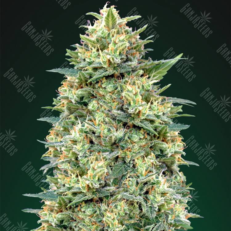 семена конопли f1 в оригинальной упаковке Auto White Widow feminised 00 Seeds семена конопли f1 в оригинальной упаковке Auto White Widow feminised 00 Seeds