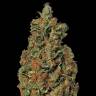 купить семена конопли Red Diesel feminised Barneys Farm
