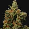 заказ семян конопли Москва Red Diesel feminised Barneys Farm