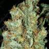 заказ семян конопли Спб Red Diesel feminised Barneys Farm