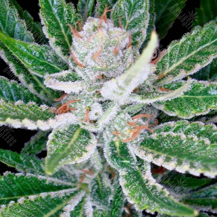 семена конопли с доставкой Sleestack feminised DNA Genetics