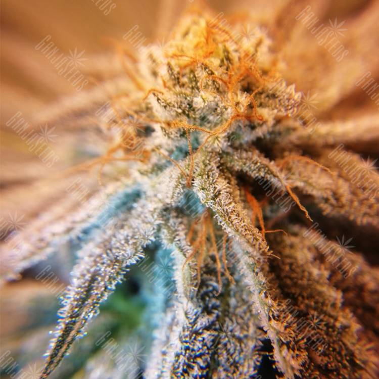 качественные семена конопли Amherst Sour Diesel feminised Humboldt Seeds качественные семена конопли Amherst Sour Diesel feminised Humboldt Seeds