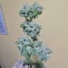 заказ семян конопли Amherst Sour Diesel feminised Humboldt Seeds заказ семян конопли Amherst Sour Diesel feminised Humboldt Seeds